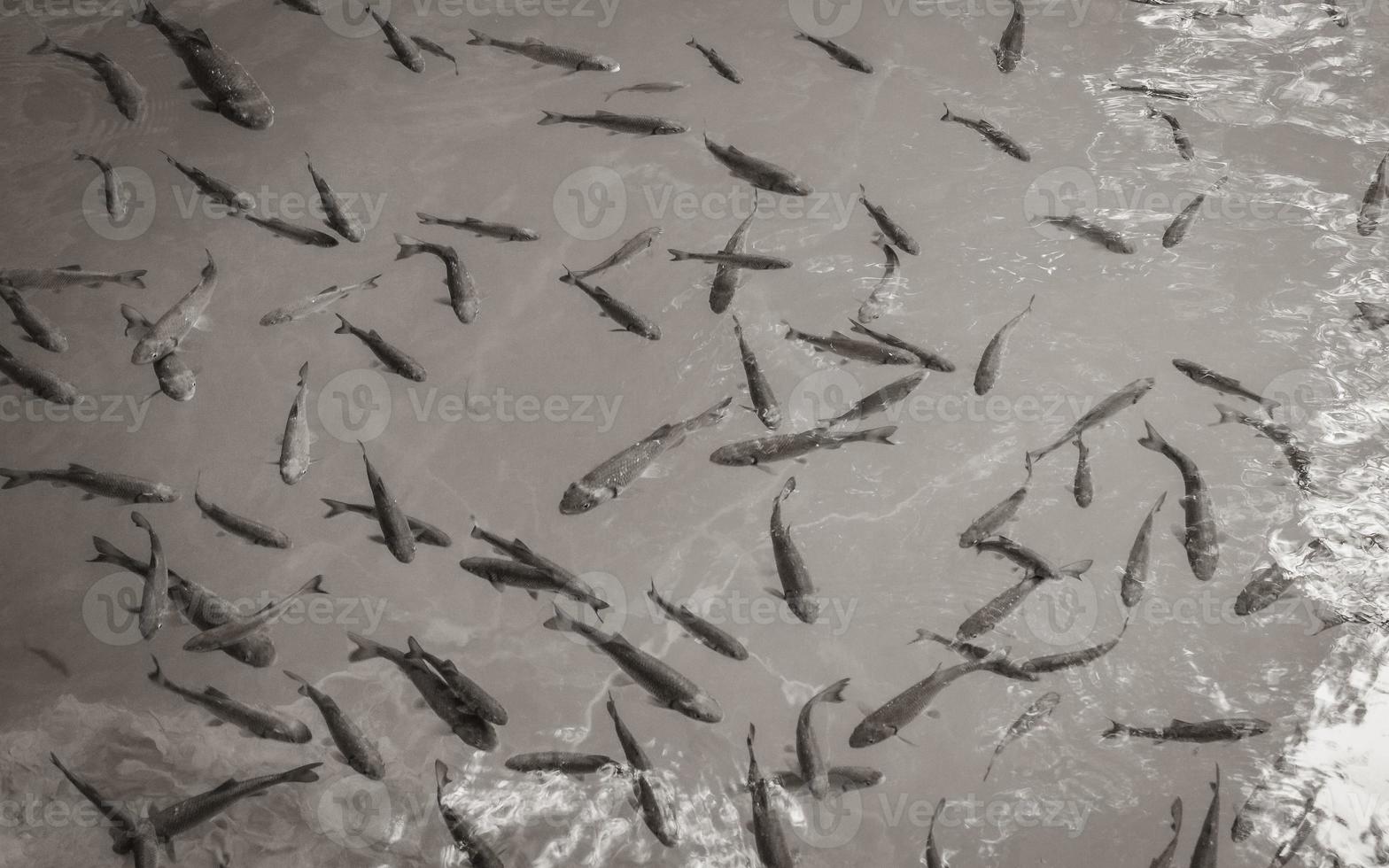 Plitvice Lakes National Park fish underwater in clear water Croatia. photo