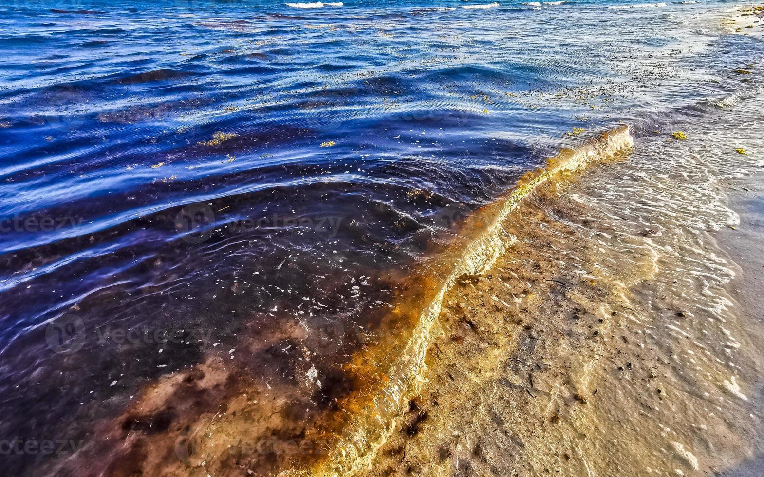 Beautiful Caribbean beach totally filthy dirty nasty seaweed problem Mexico. photo