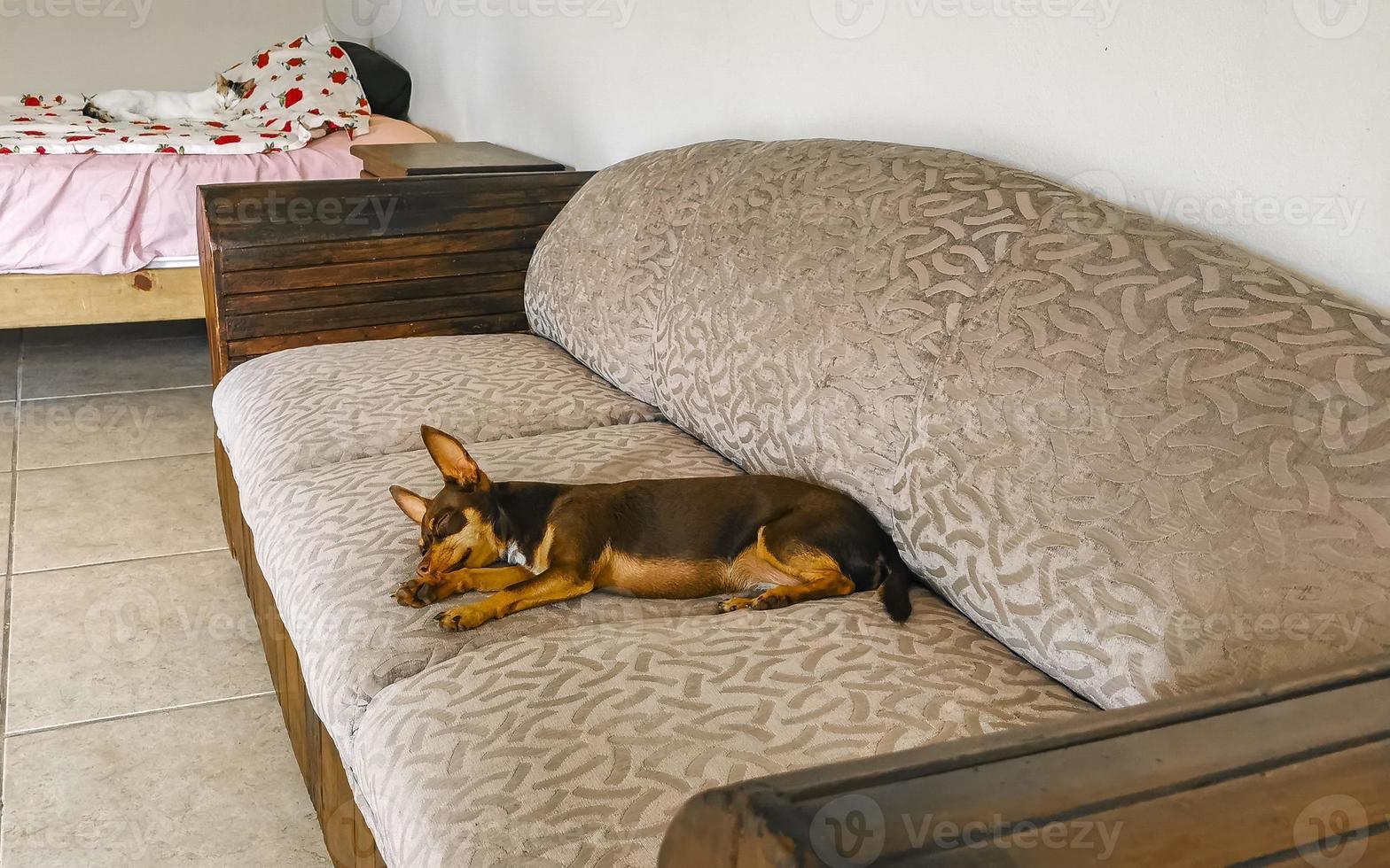 Russian toy terrier dog portrait while tired and sleeps Mexico. photo