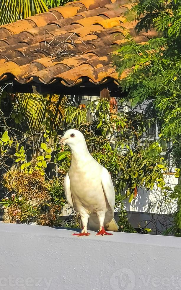 White dove bird sitting on balcony railing terrace Mexico. photo