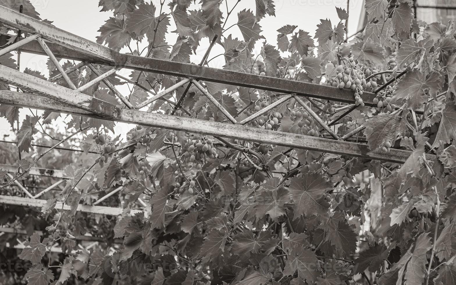 Grapes grow along railing on the roof Novi Vinodolski Croatia. photo