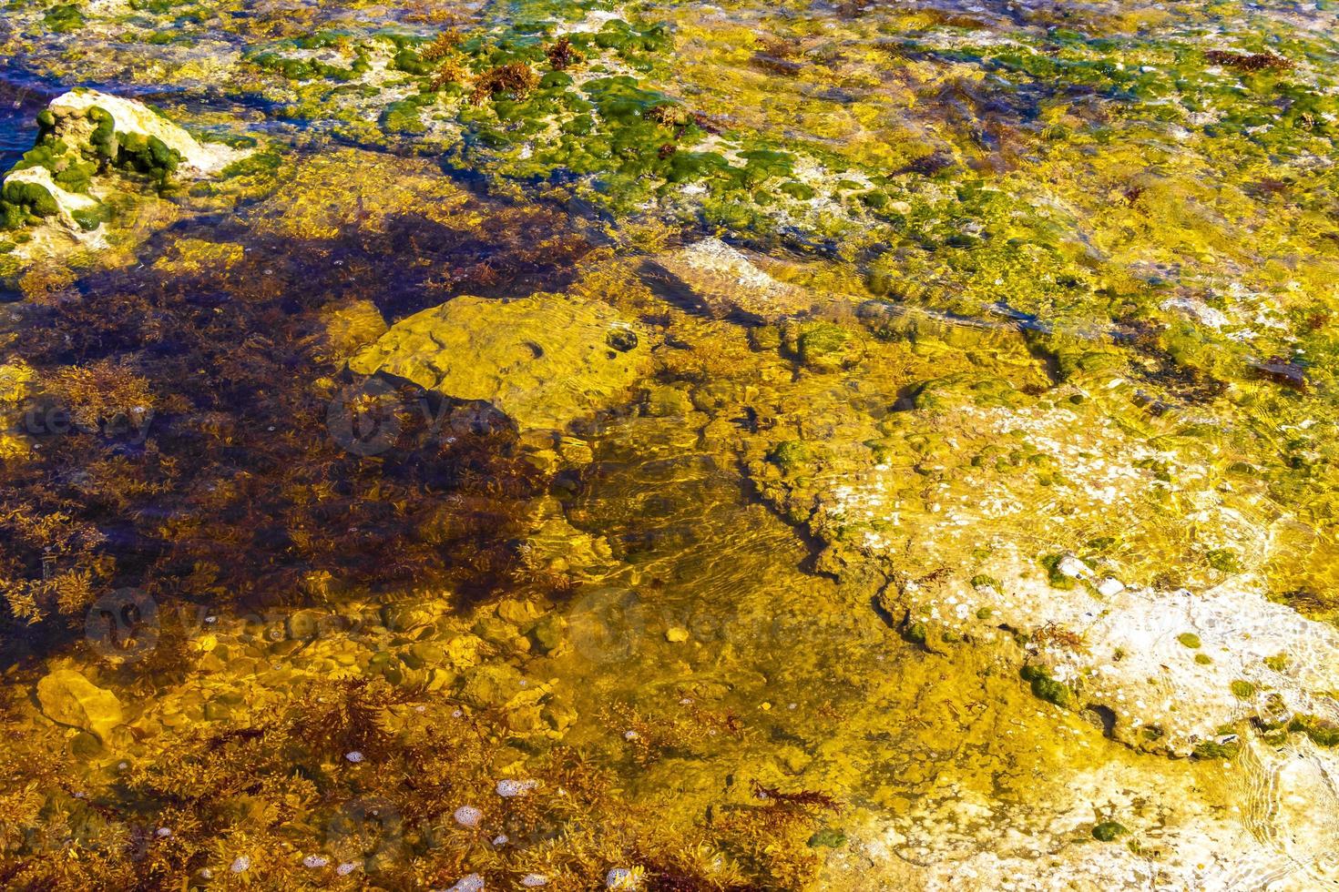 piedras rocas corales algas turquesa colorido agua playa mexico. foto