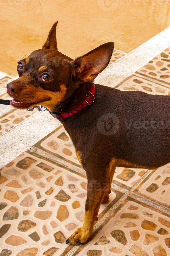 retrato de perro terrier de juguete ruso que parece juguetón y lindo méxico. foto