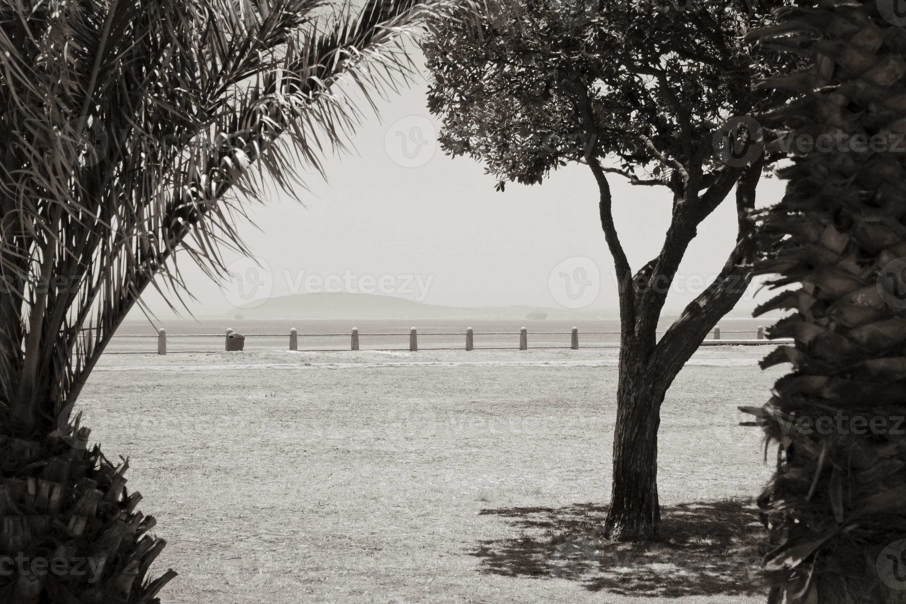 View Robben Island between palm trees Cape Town, South Africa. 18853762