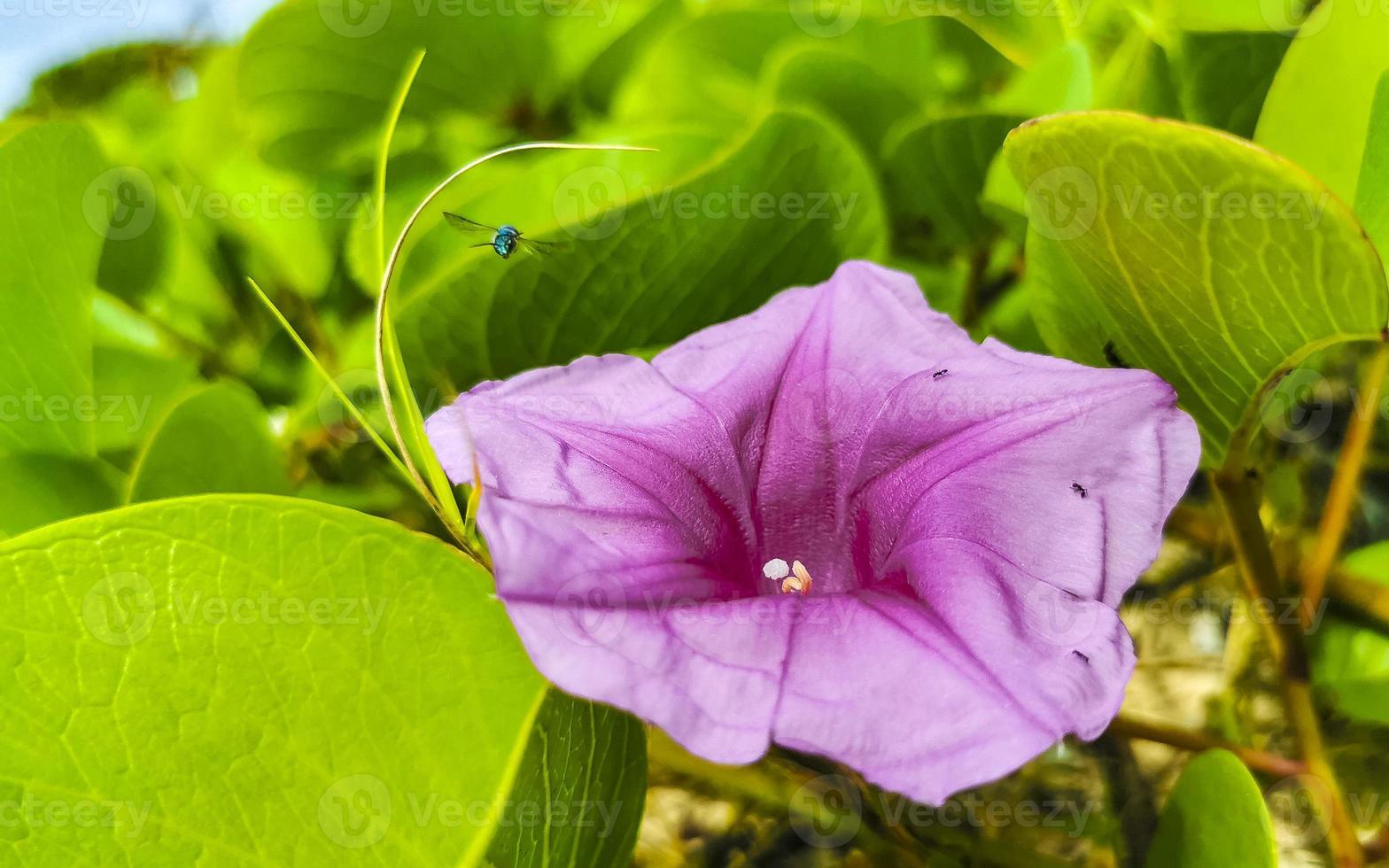 Pink purple morning glory Goats foot creeping beach flower Mexico. photo