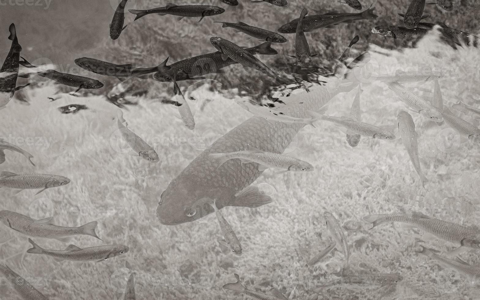 Plitvice Lakes National Park fish underwater in clear water Croatia. photo