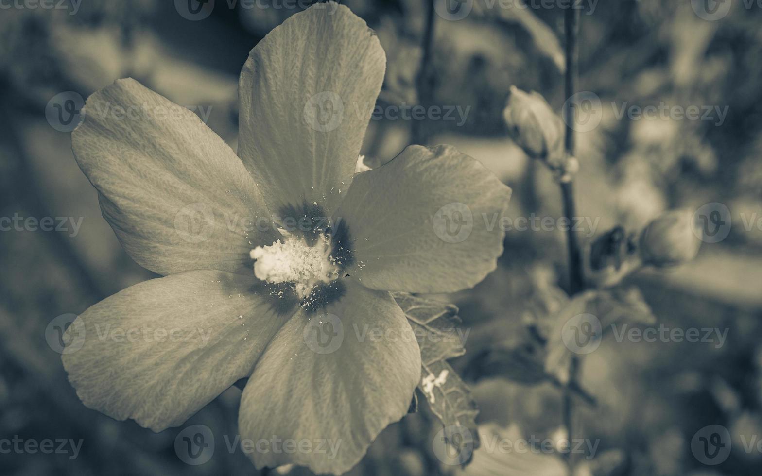 purple violet and pink hibiscus flower with natural background Croatia. photo