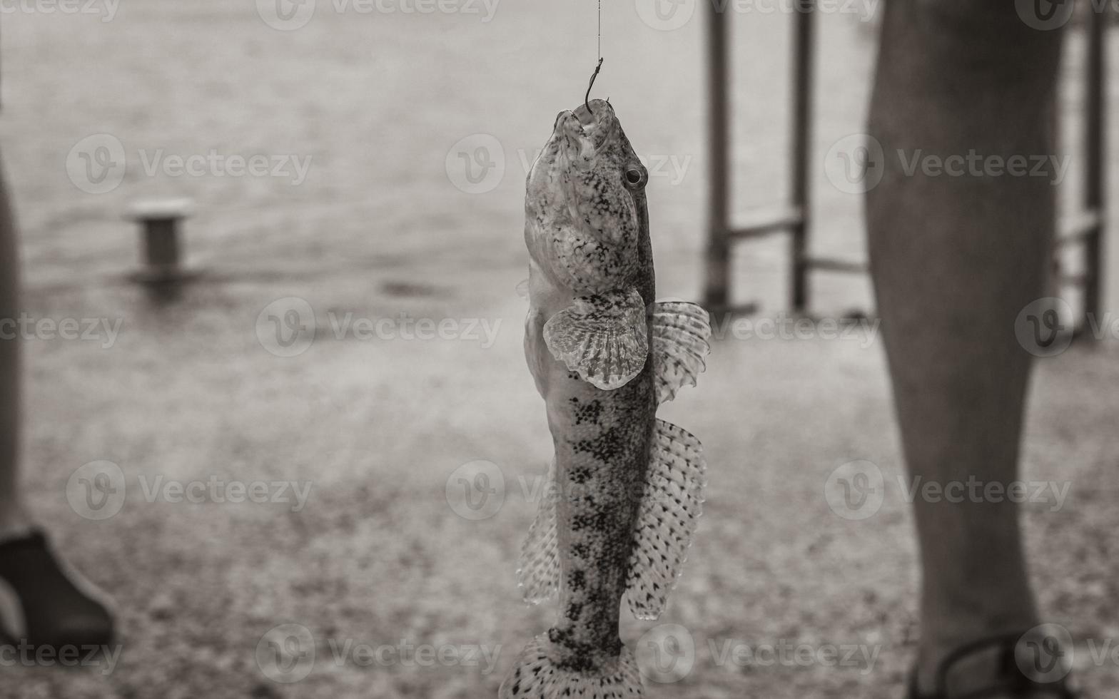 Caught yellow fish and hanging on a fishing rod Croatia. photo