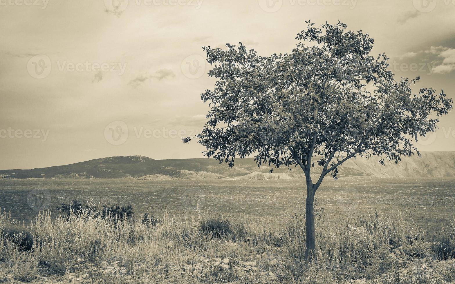 vista de las montañas del paisaje marino de novi vinodolski detrás de un árbol en croacia. foto