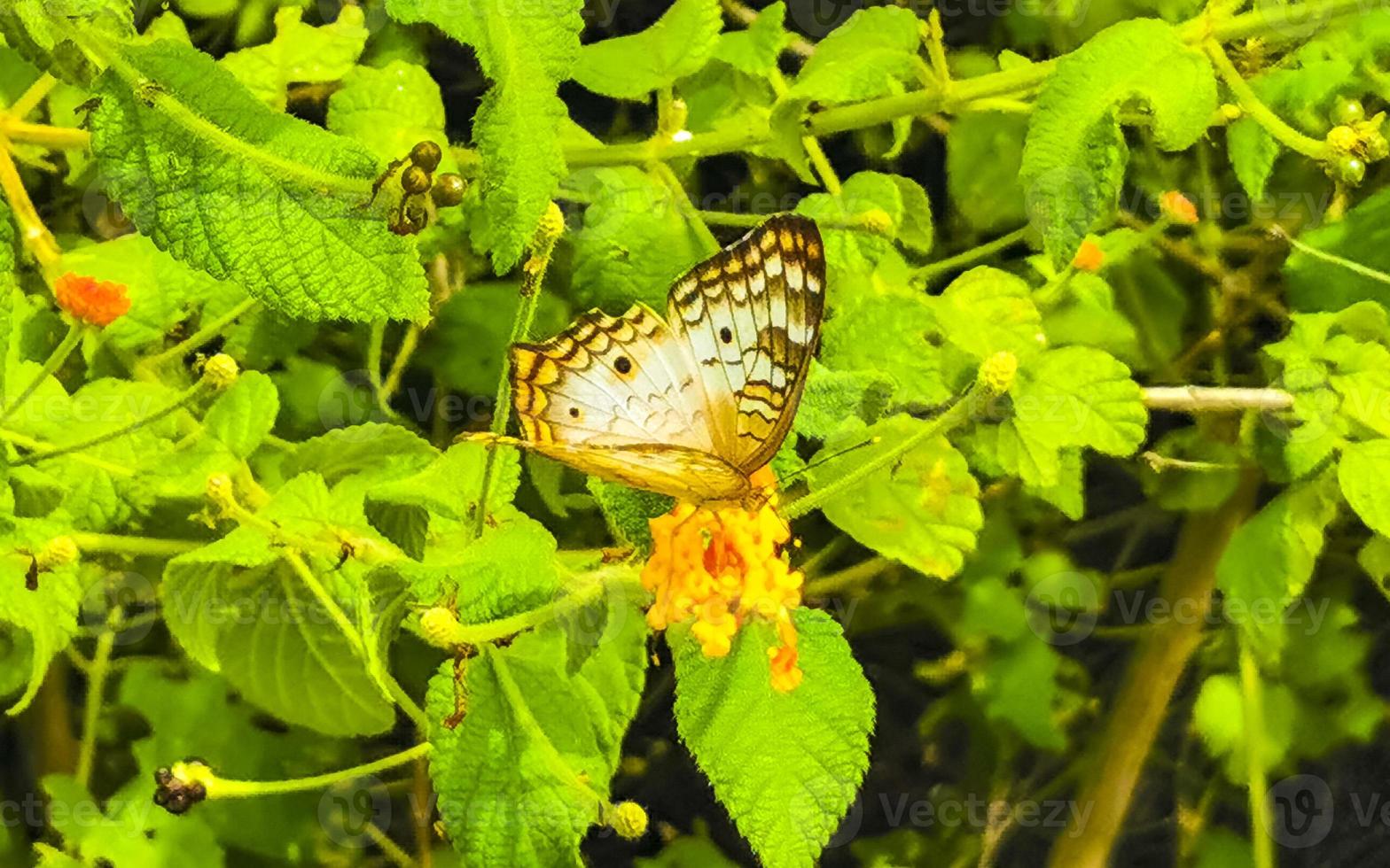 Tropical butterfly on flower plant in forest and nature Mexico. photo