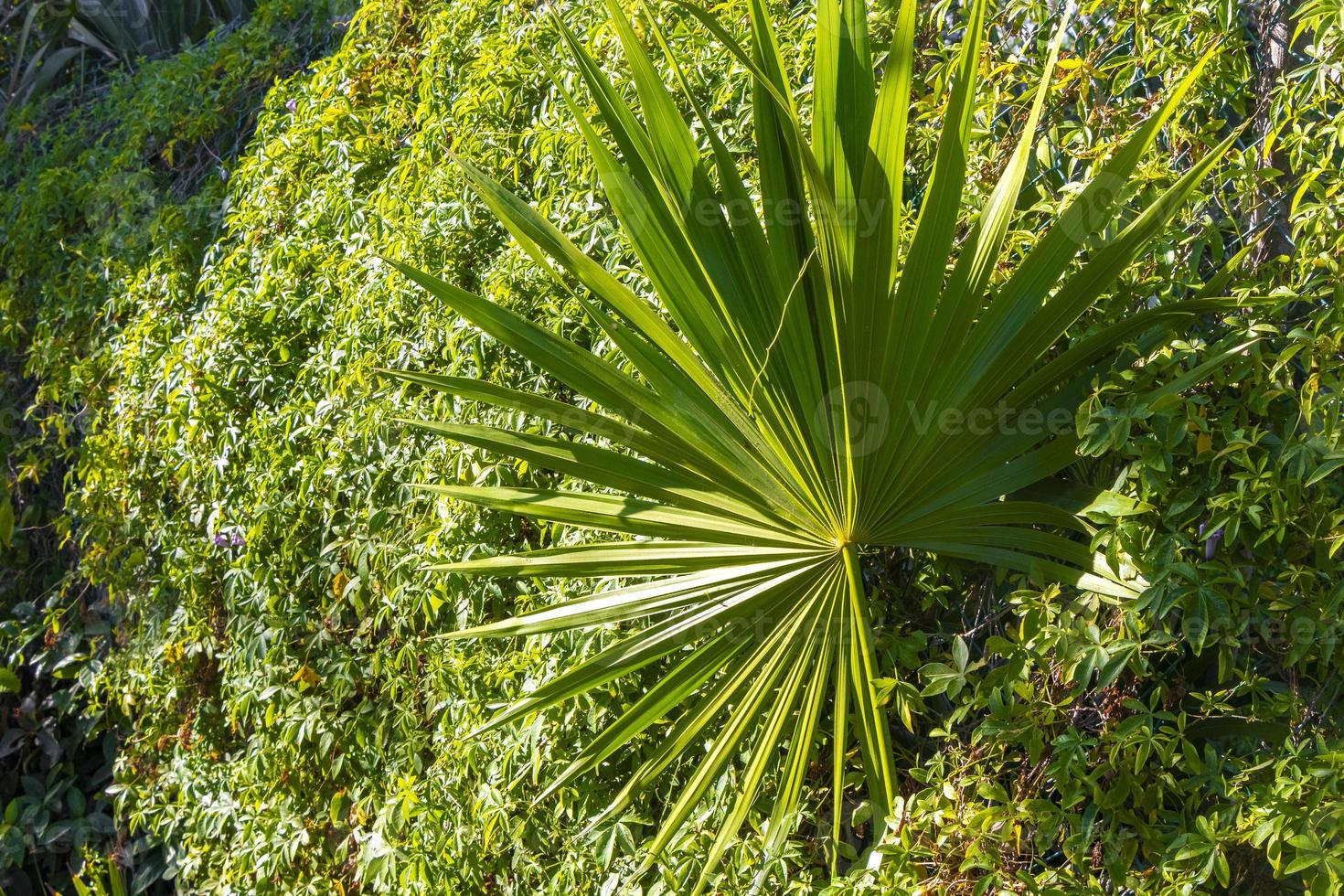 Caribbean beach plants palm trees in jungle forest nature Mexico. photo
