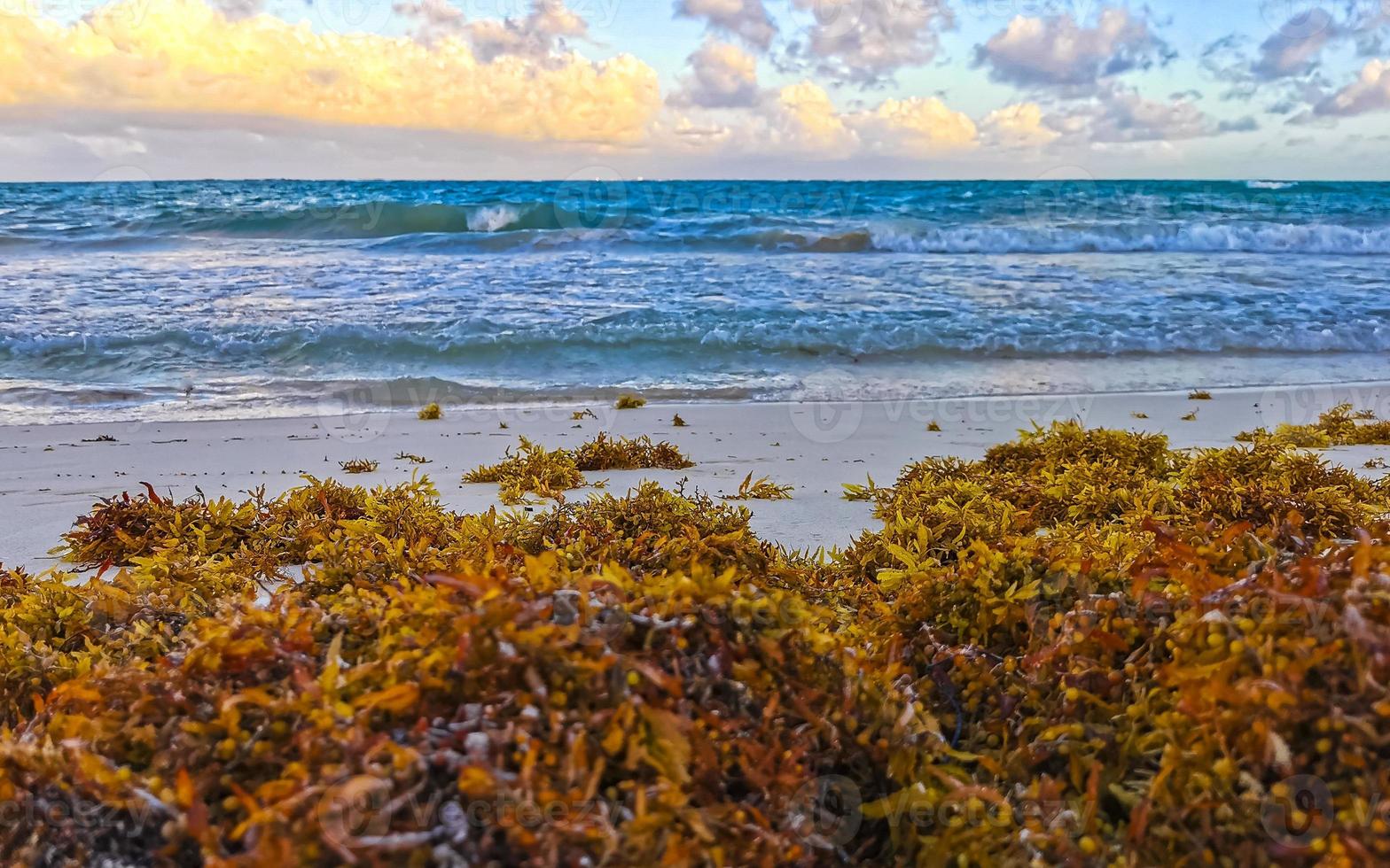 Beautiful Caribbean beach totally filthy dirty nasty seaweed problem Mexico. photo