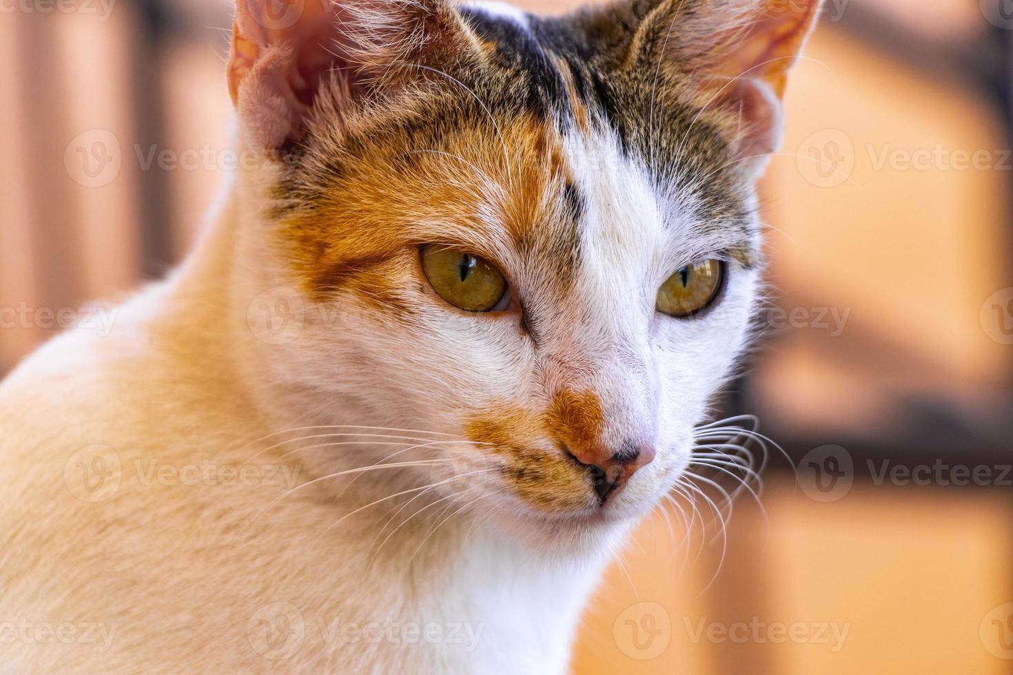 Mexican white cat portrait looking lovely and cute in Mexico. photo