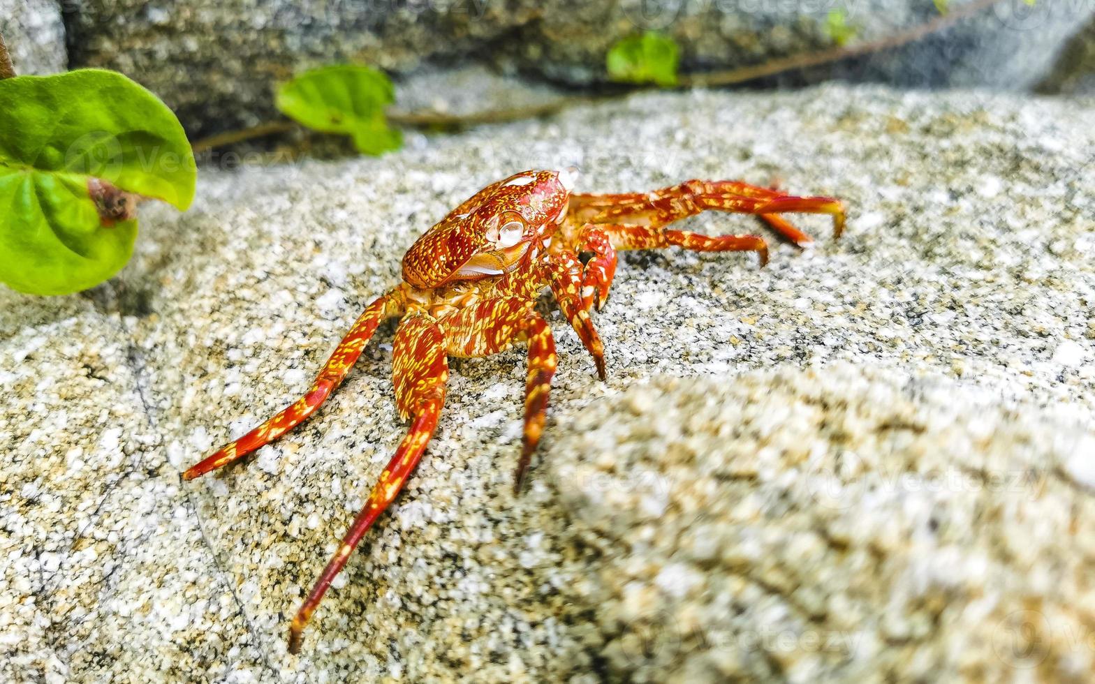 Dead red crab crabs on cliffs rocks Puerto Escondido Mexico. photo