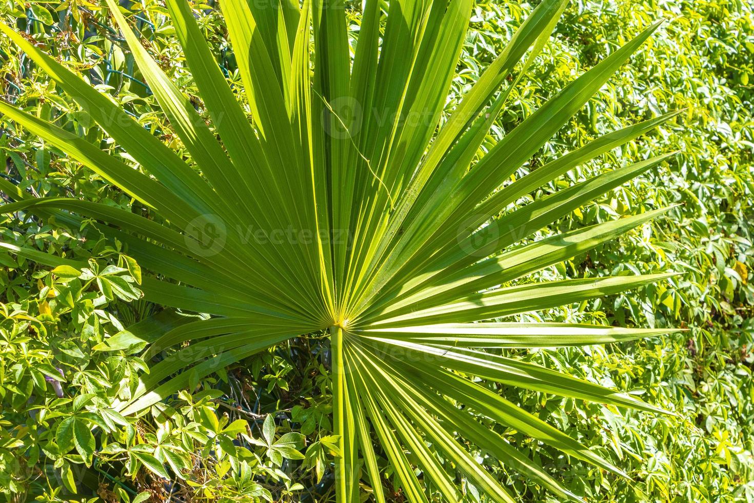 Caribbean beach plants palm trees in jungle forest nature Mexico. photo