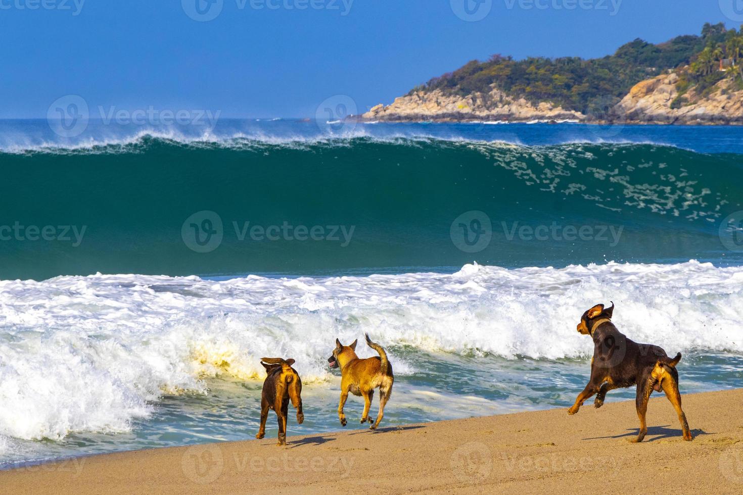 Dogs are playing in water with waves Puerto Escondido Mexico. photo