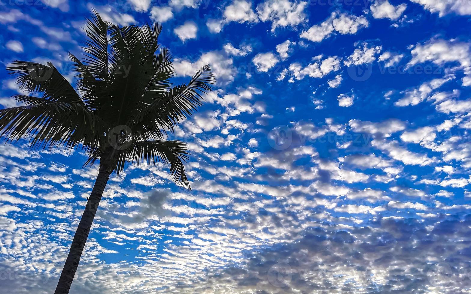 Blue sky fluffy clouds and shady palm trees in Mexico. photo