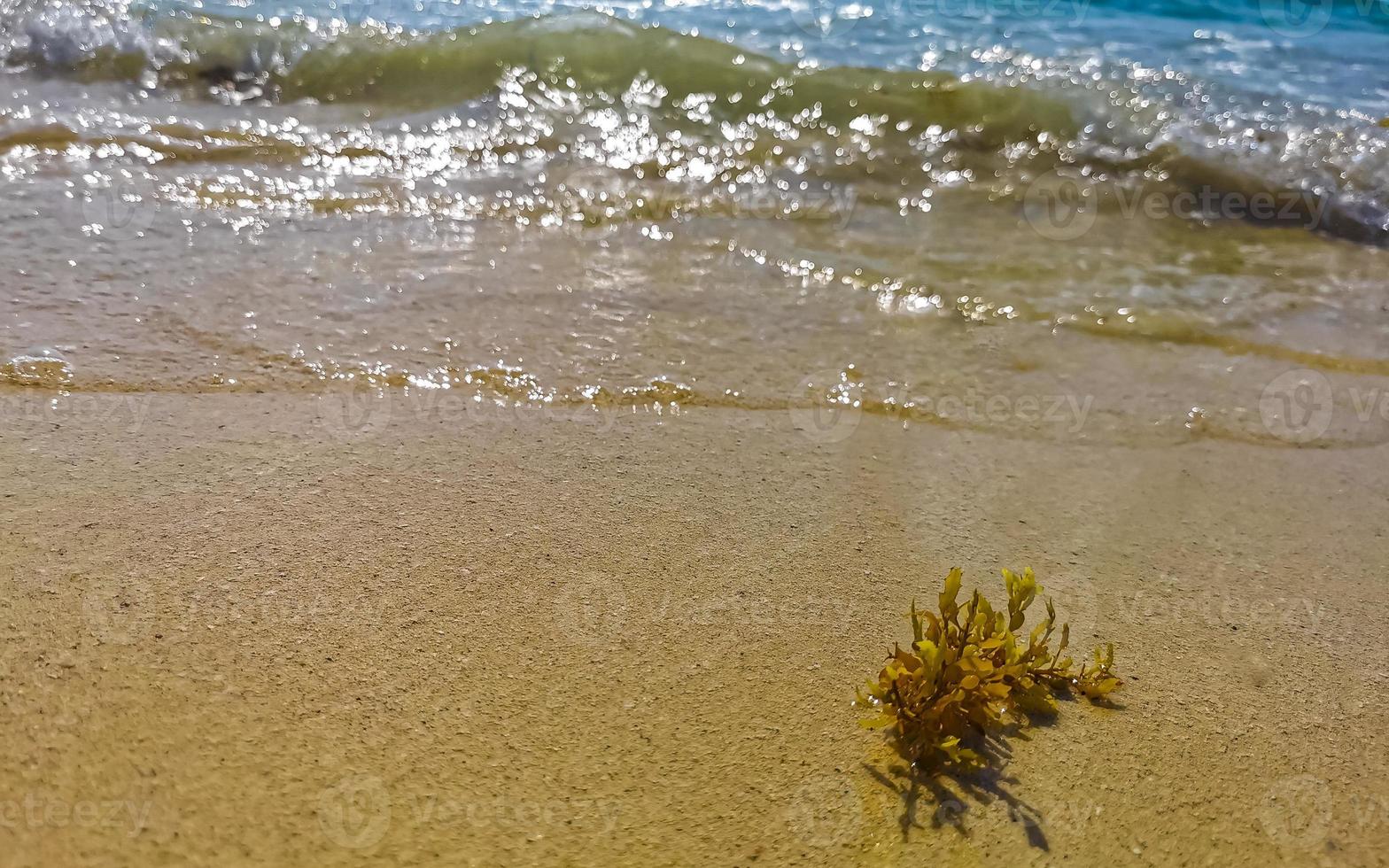 Tropical Caribbean beach water seaweed sargazo Playa del Carmen Mexico. photo