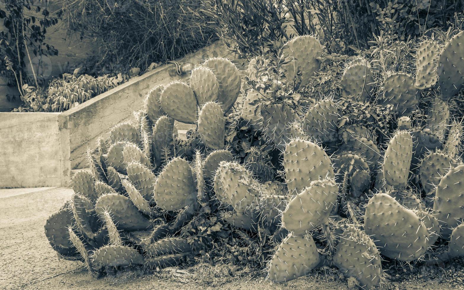 Green beautiful cactus plant with large spines in Croatia. photo