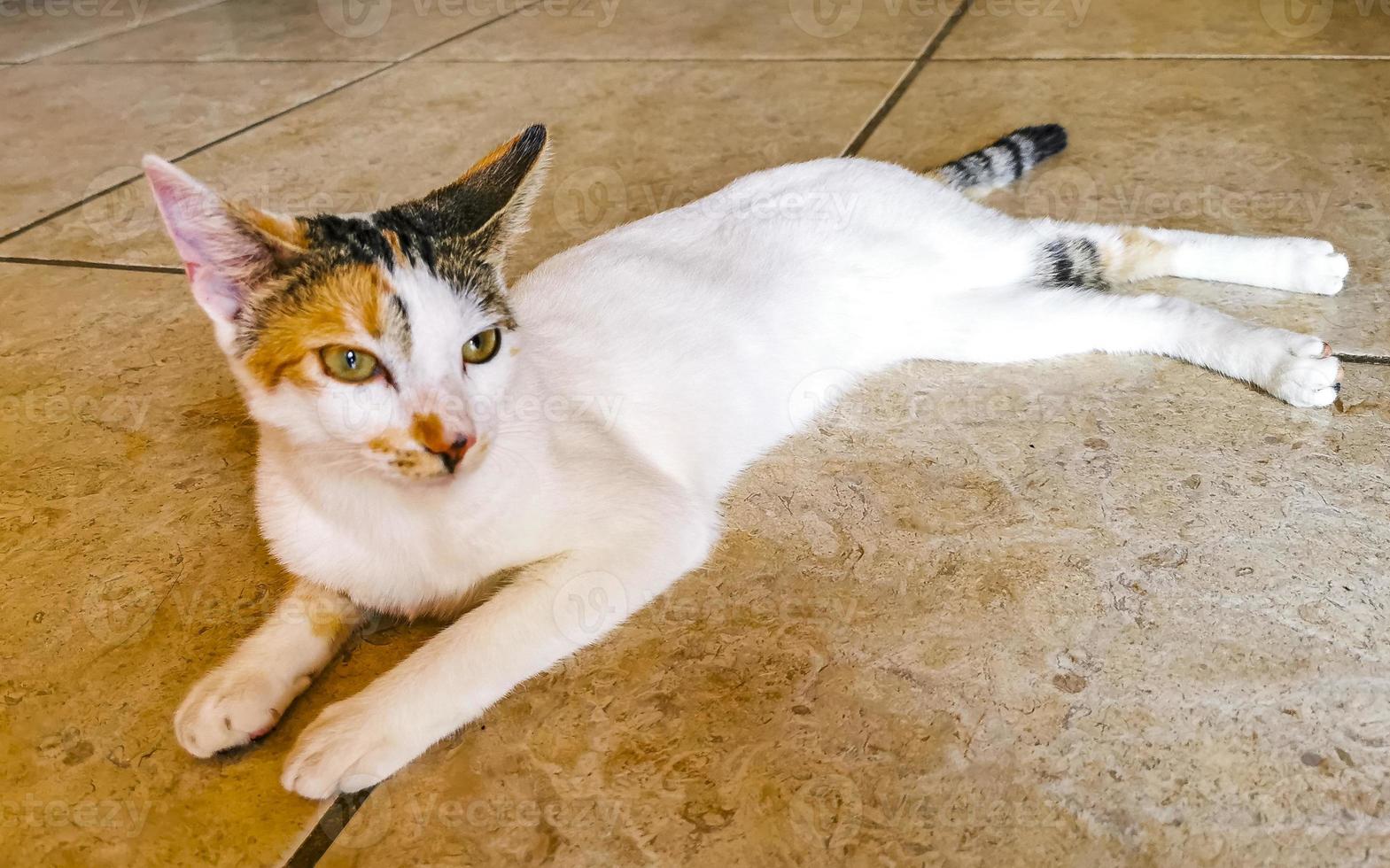 Retrato de gato blanco mexicano con aspecto encantador y lindo en México. foto