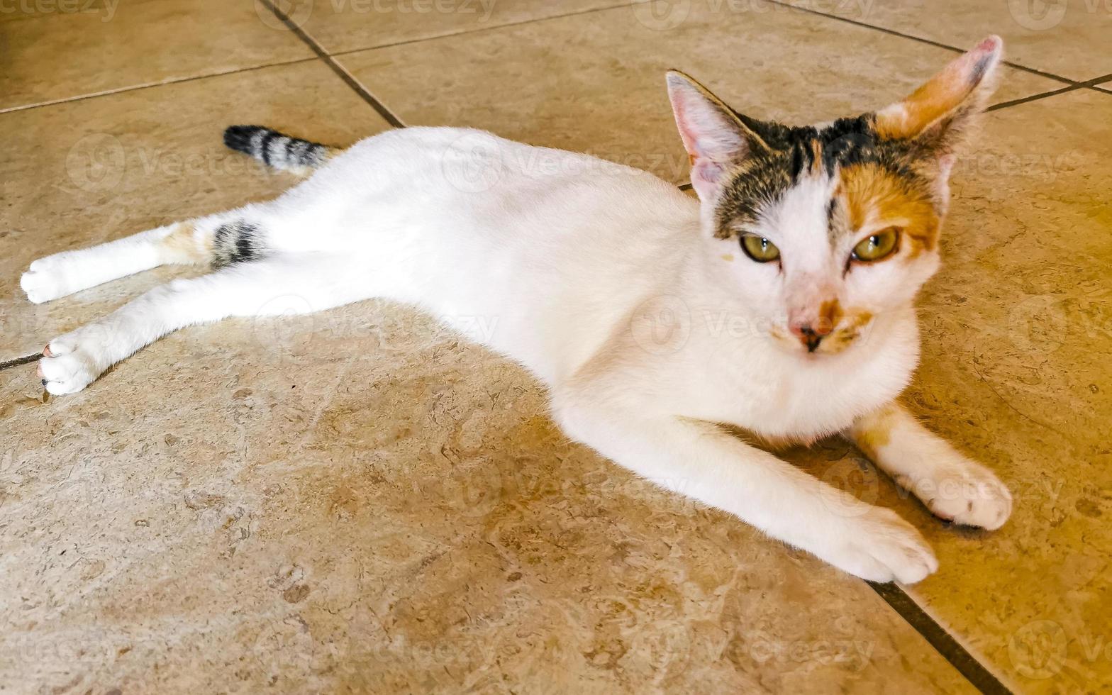 Mexican white cat portrait looking lovely and cute in Mexico. photo