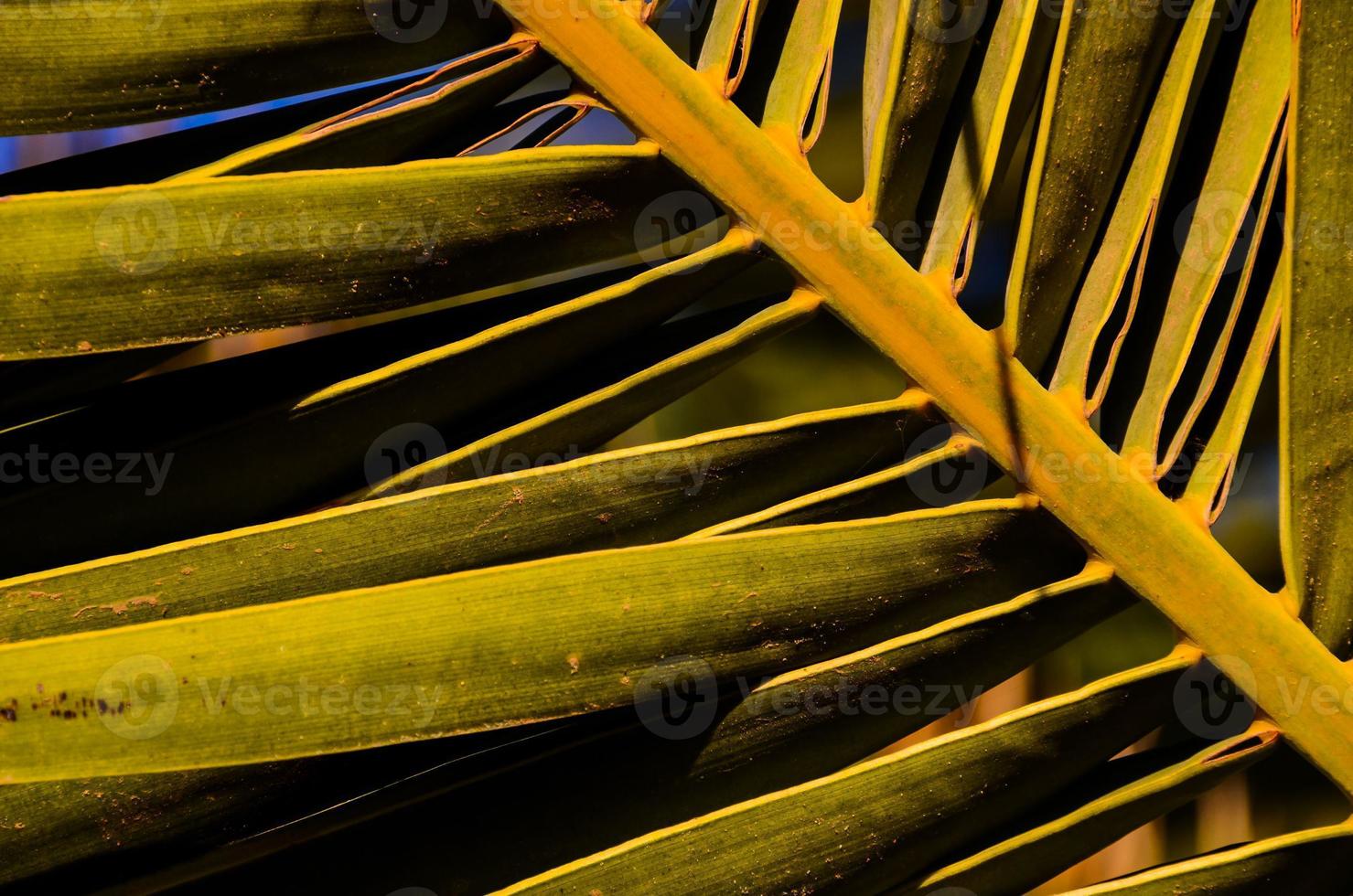 Palm leaves closeup photo