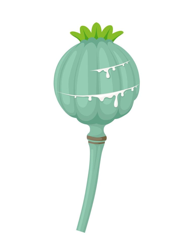 Vector illustration, Poppy seed head or Papaver somniferum, isolated on white background.