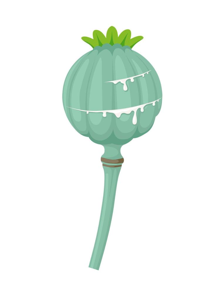 ilustración vectorial, cabeza de semilla de amapola o papaver somniferum, aislada en fondo blanco. vector