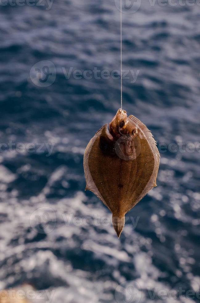 Fish on hook photo