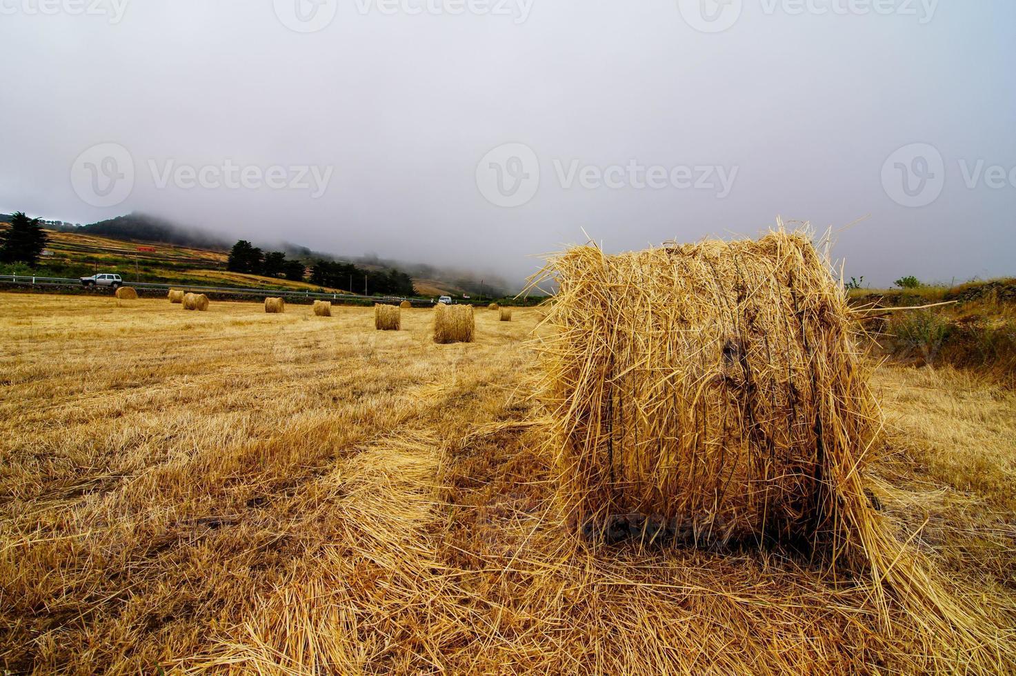 Landscape in summer photo