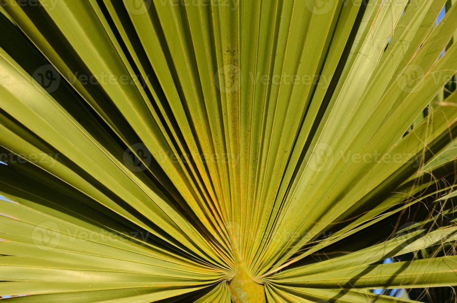 Palm leaf closeup photo