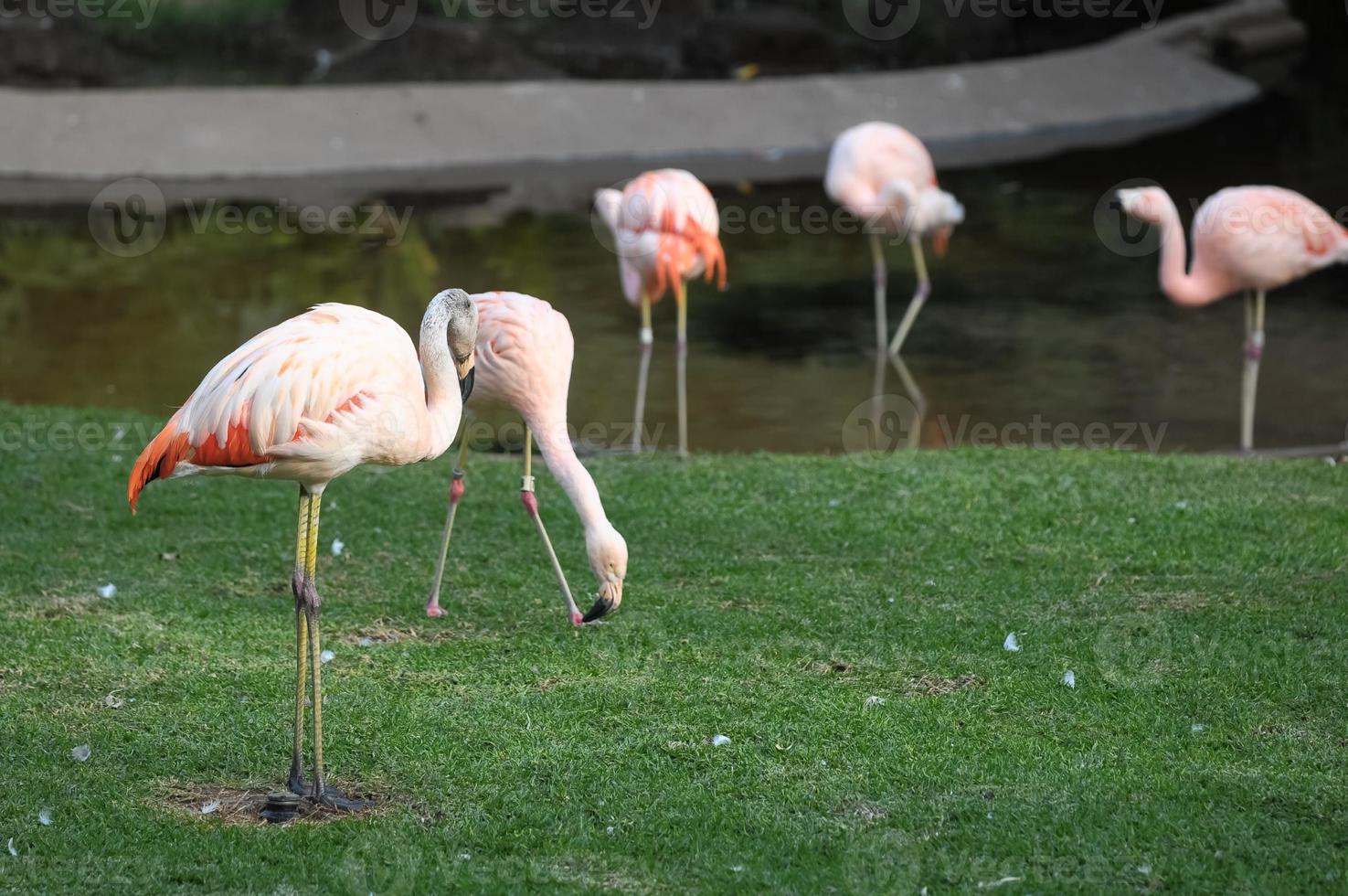 Flamingos in the zoo photo