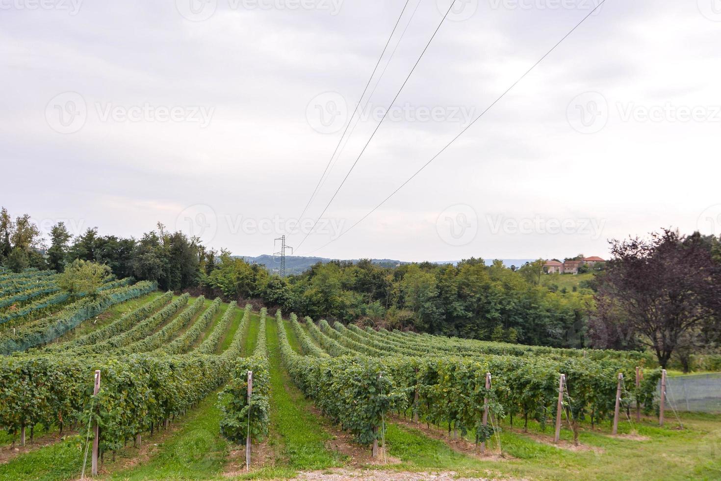 Vineyard landscape at Rome in Italy photo