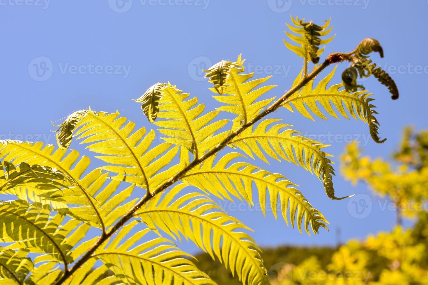 Leaf close-up view photo
