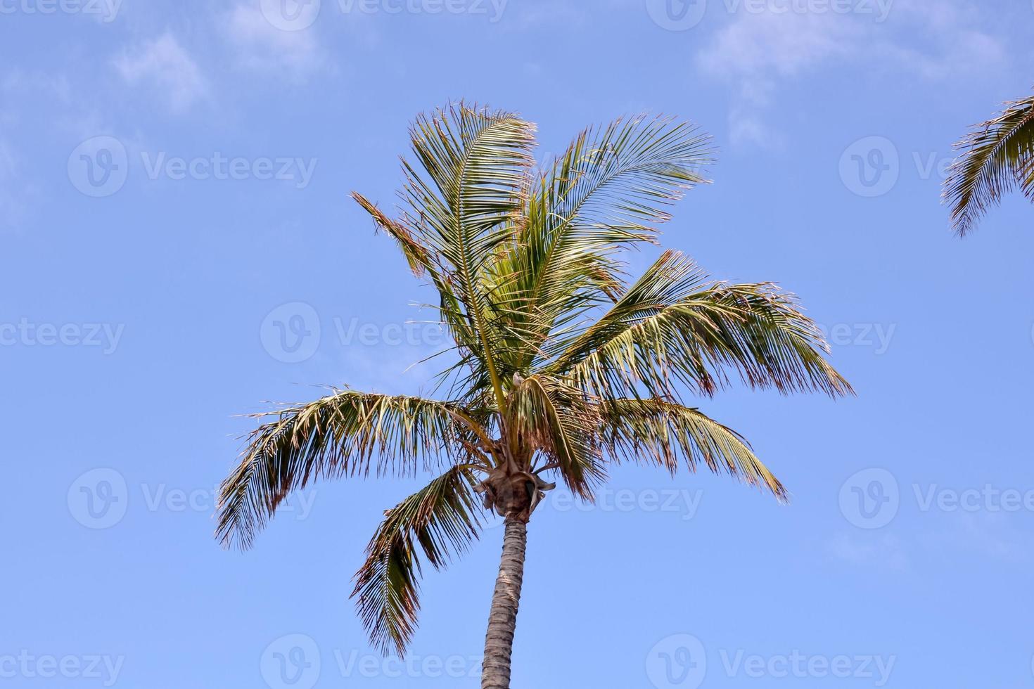 Palm tree close-up photo