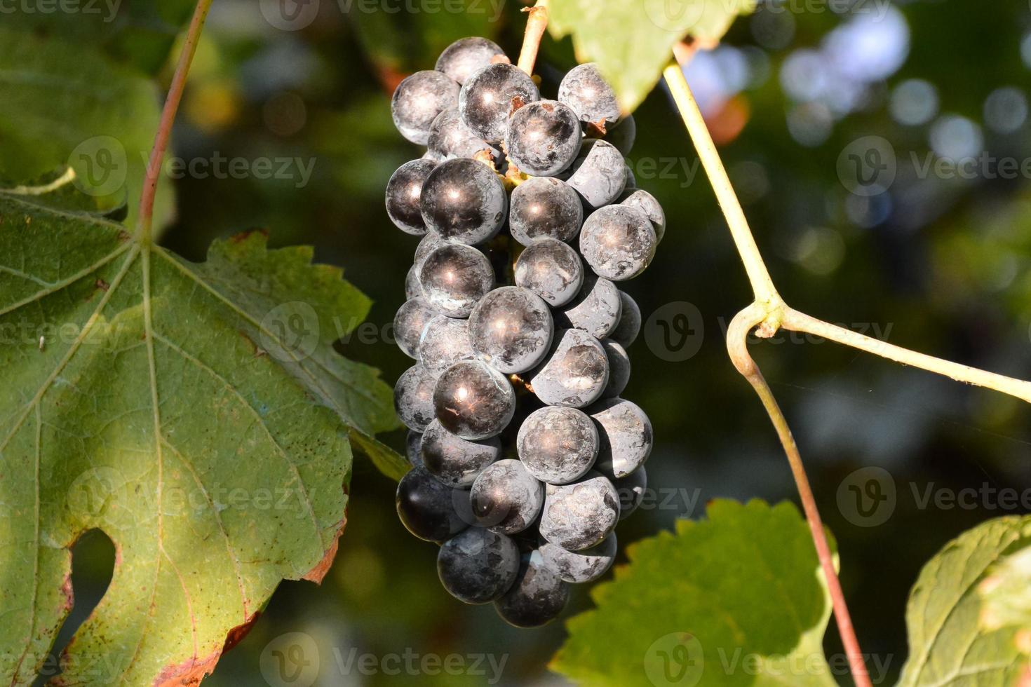 Fresh grape cluster photo