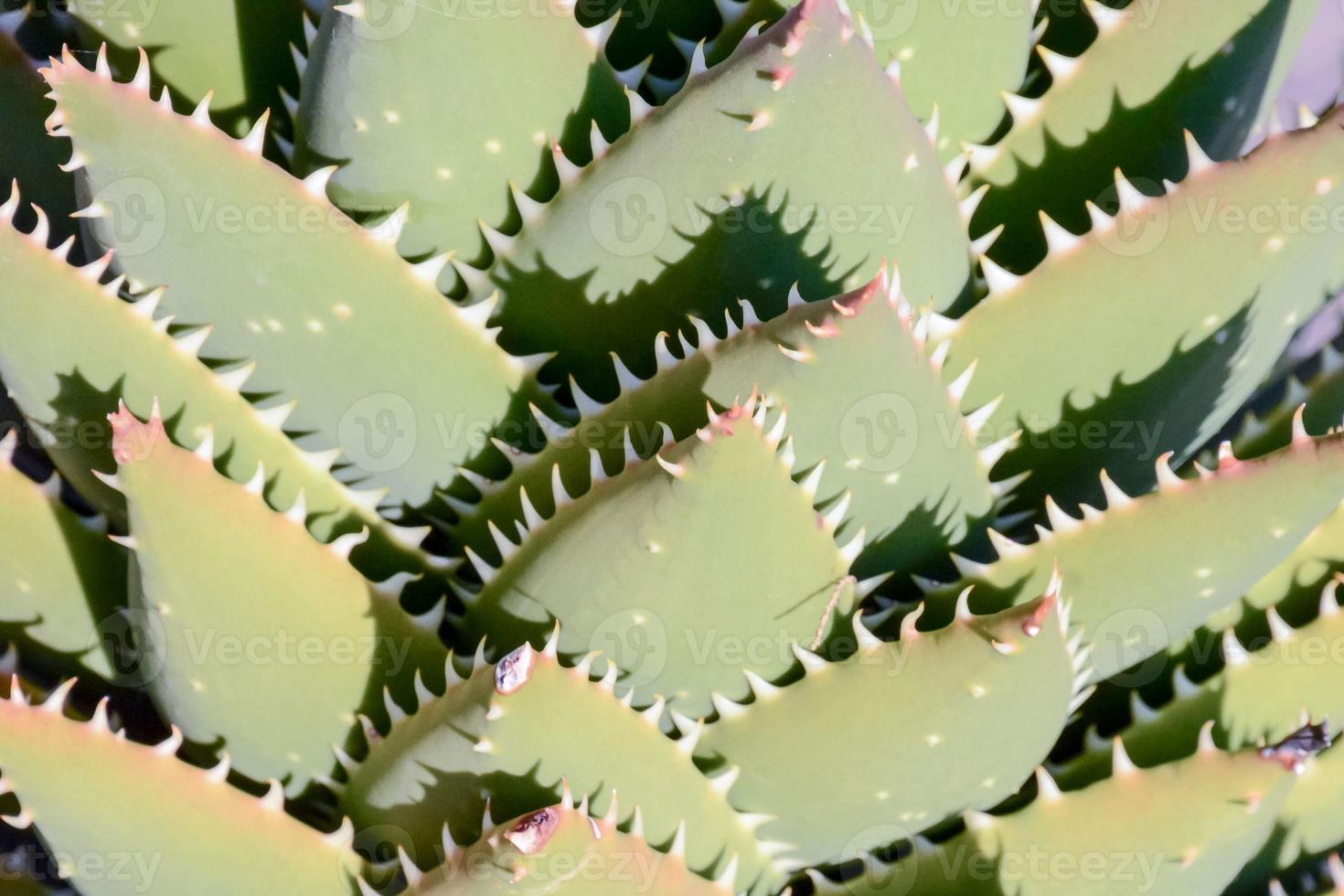 Desert plant close-up photo