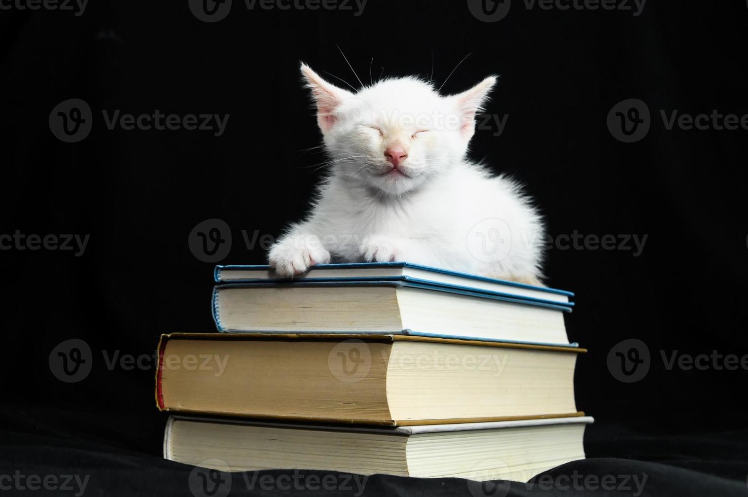 White kitten on books photo