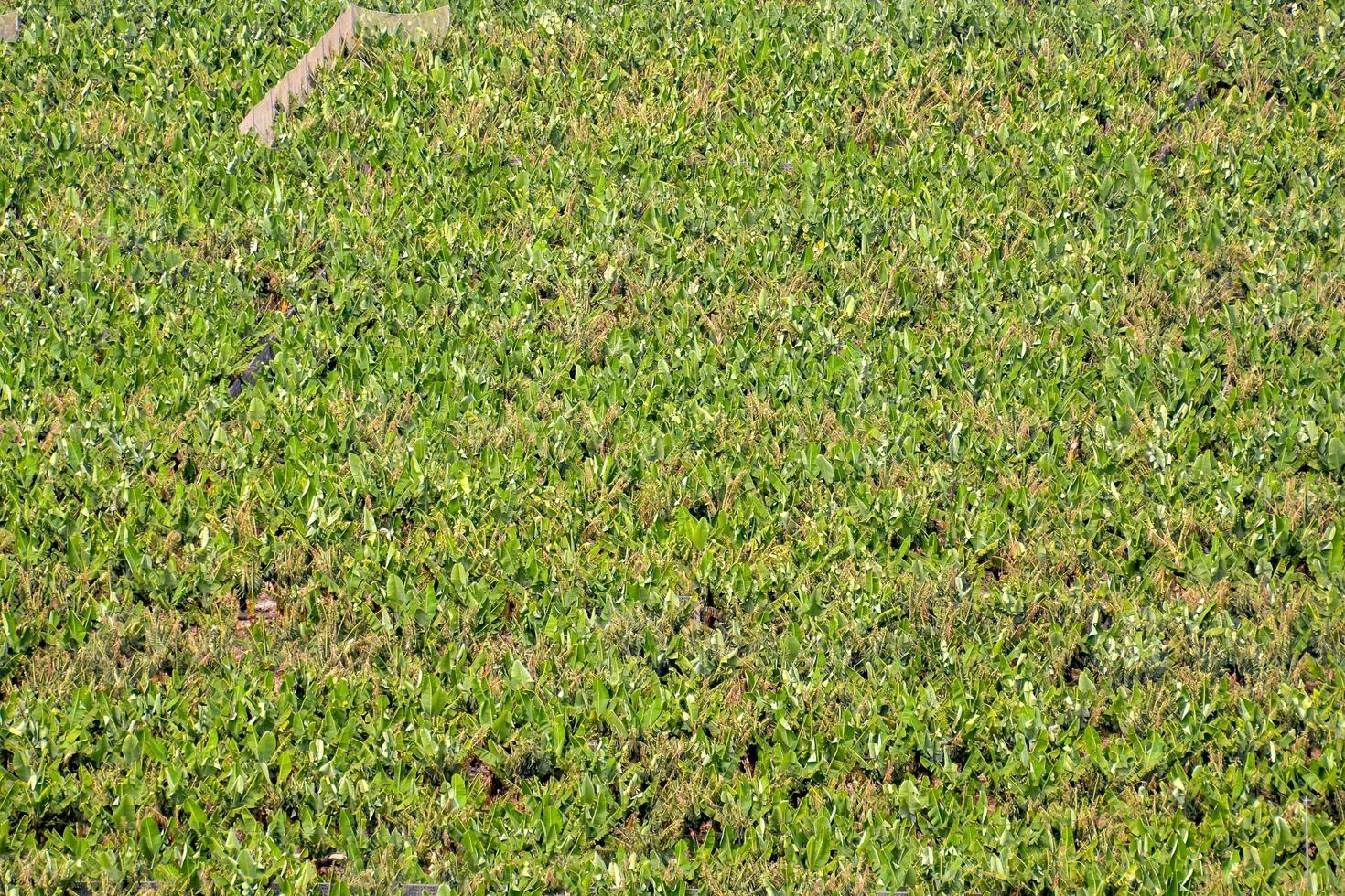 Grass close-up background photo
