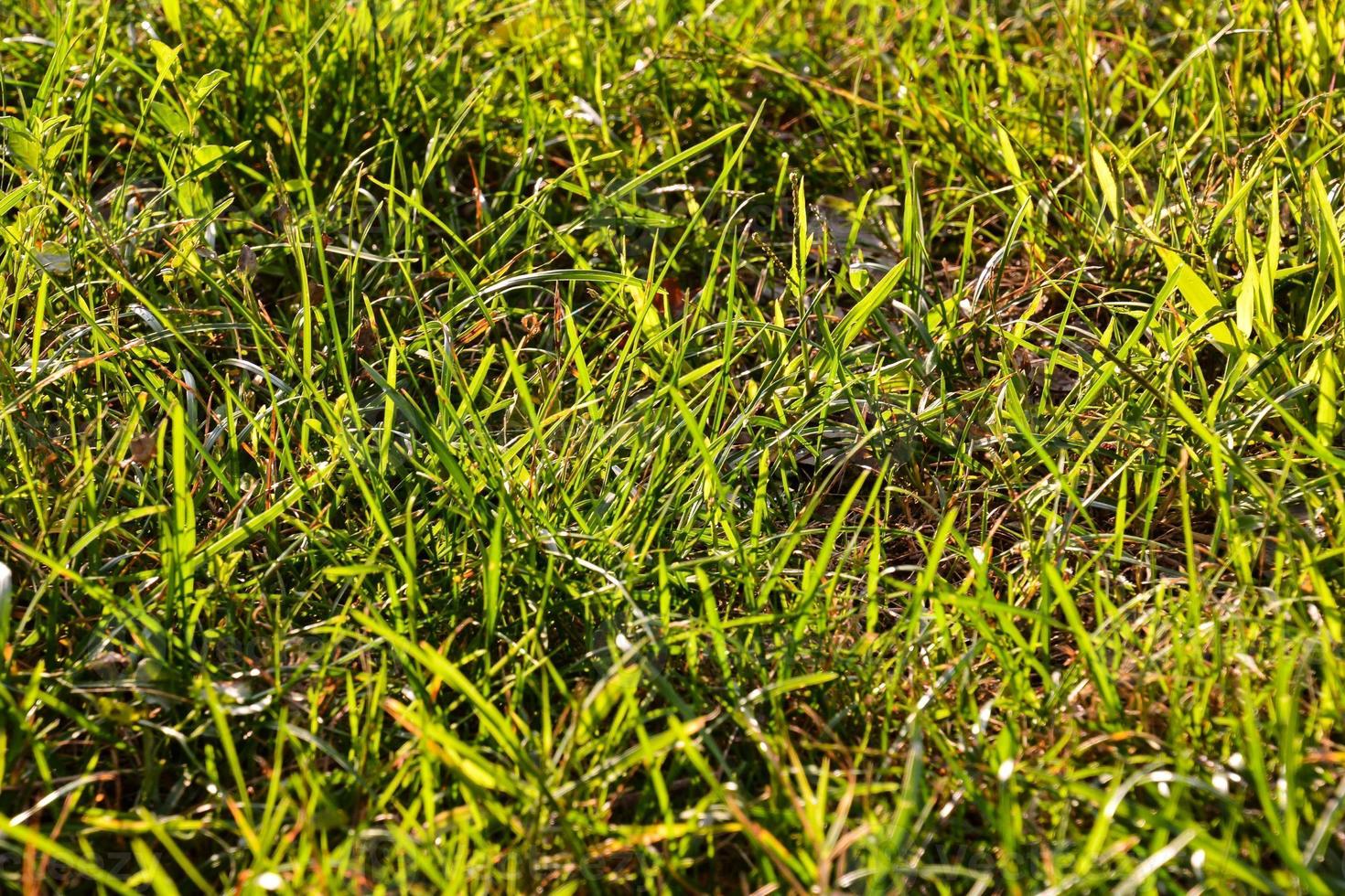 Grass close-up background photo