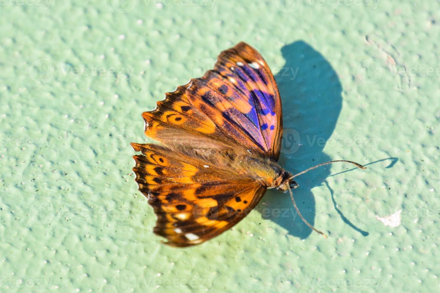 Butterfly on green wall photo