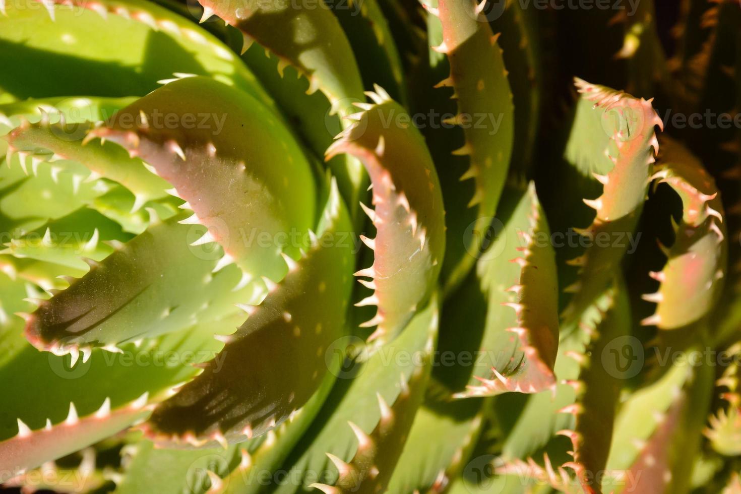 Cactus plant close-up view photo
