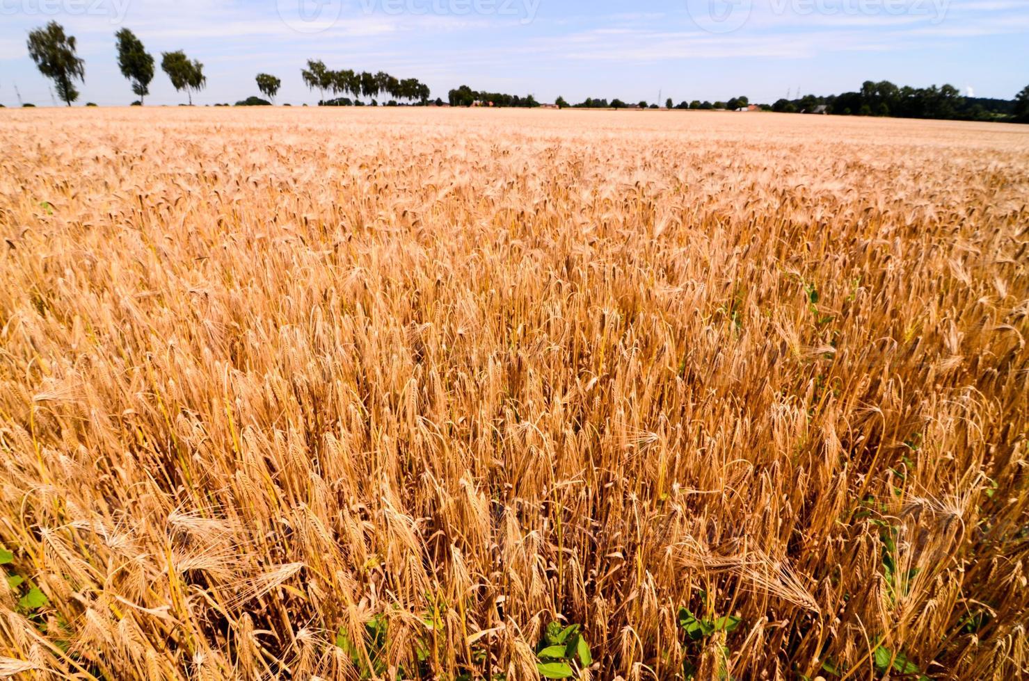 Wheat field view photo