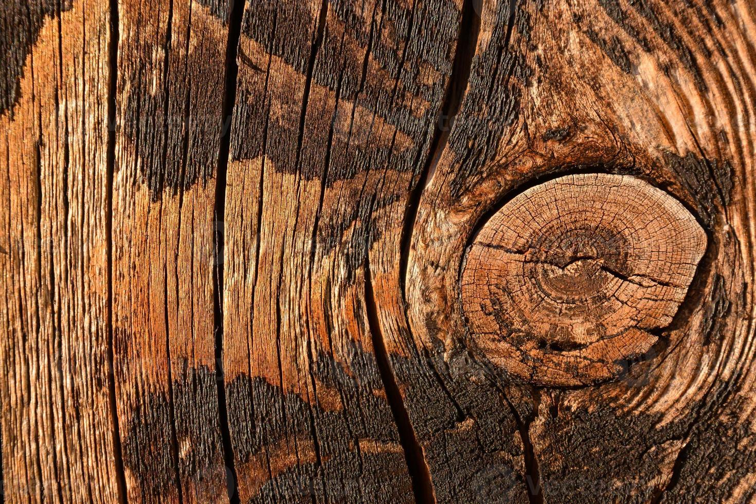 Wooden texture close-up photo