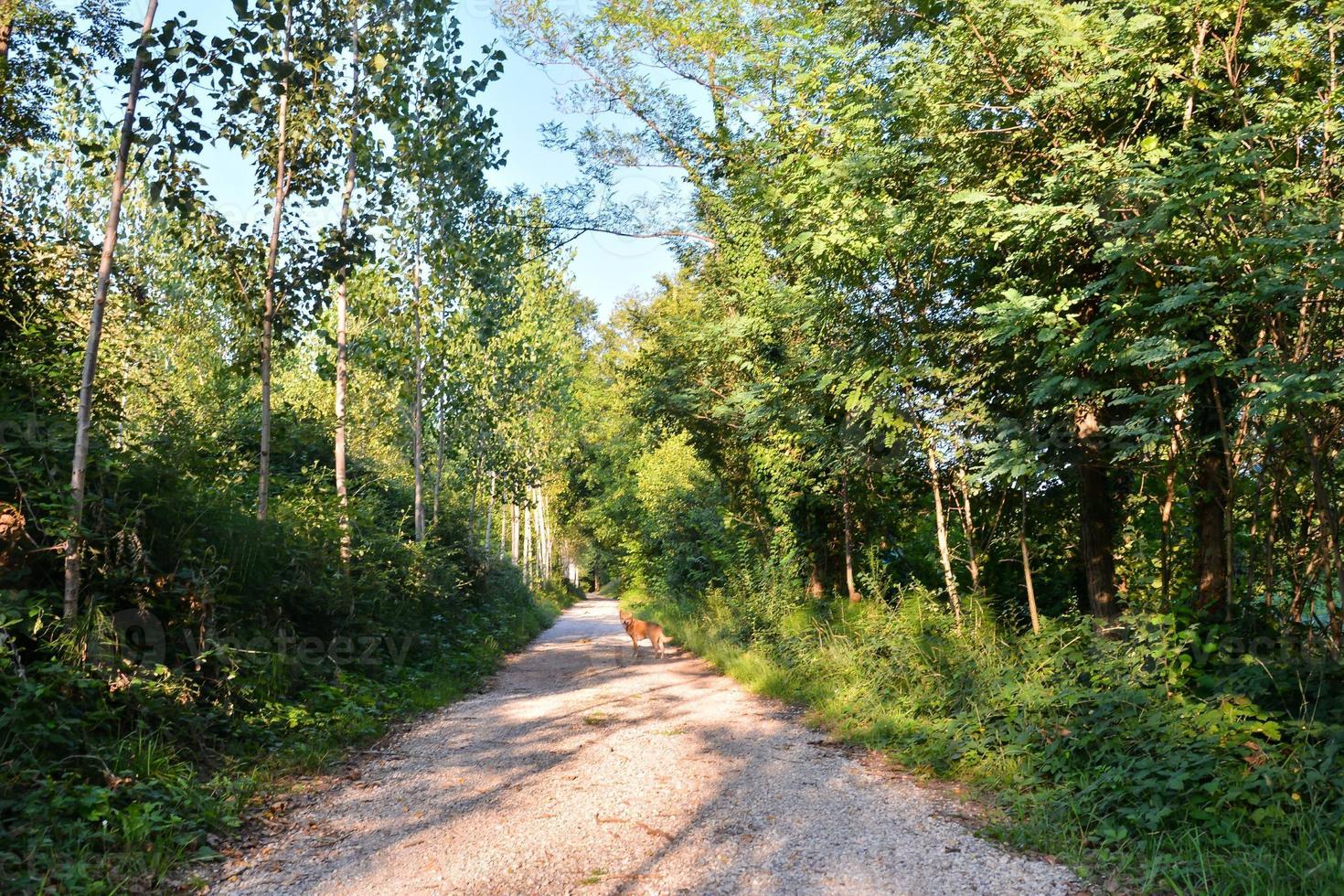 Landscape in summer photo
