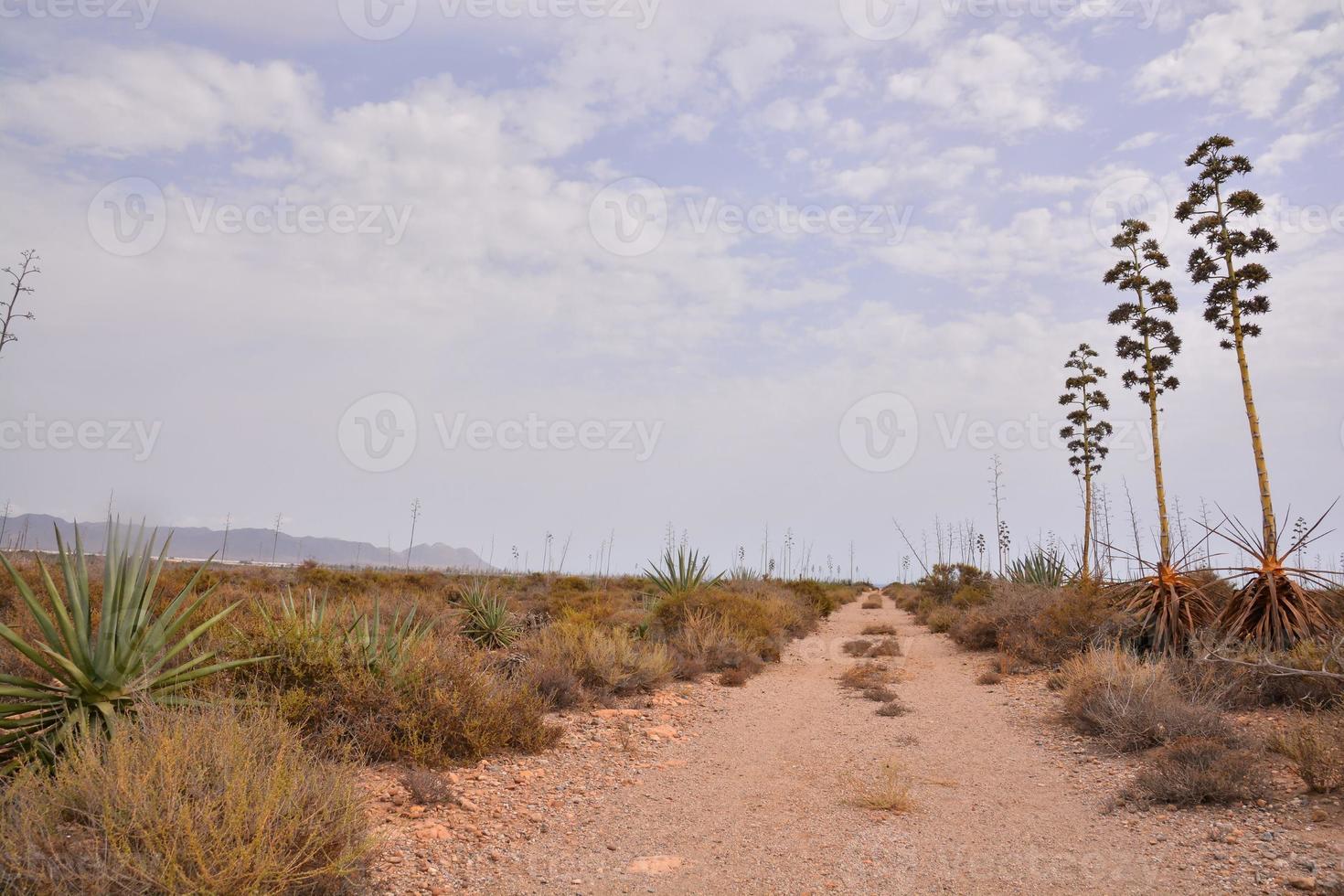 Landscape in summer photo