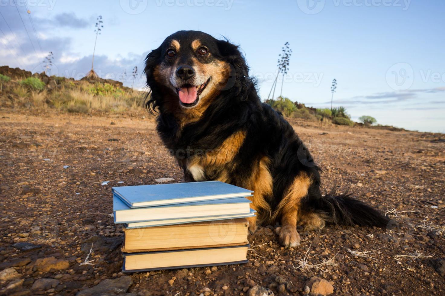 libros y un perro foto