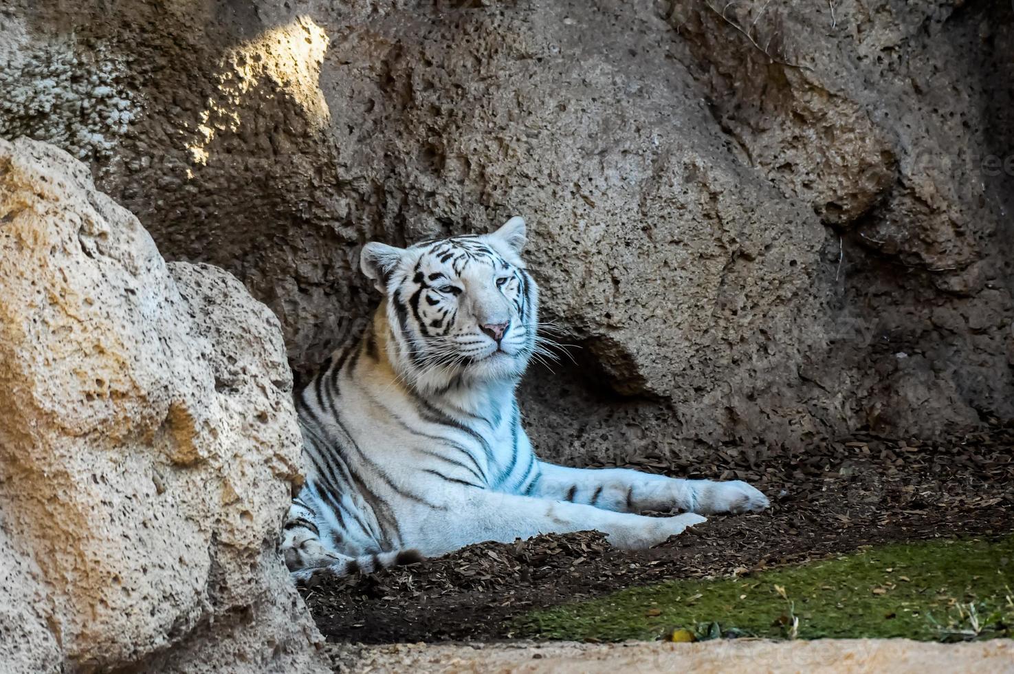 White tiger in a zoo photo