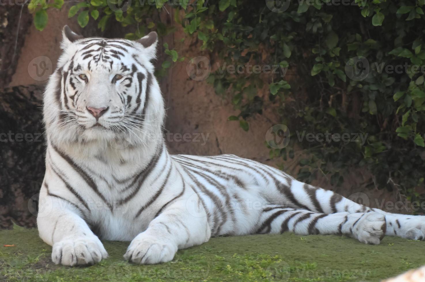 White tiger in a zoo photo