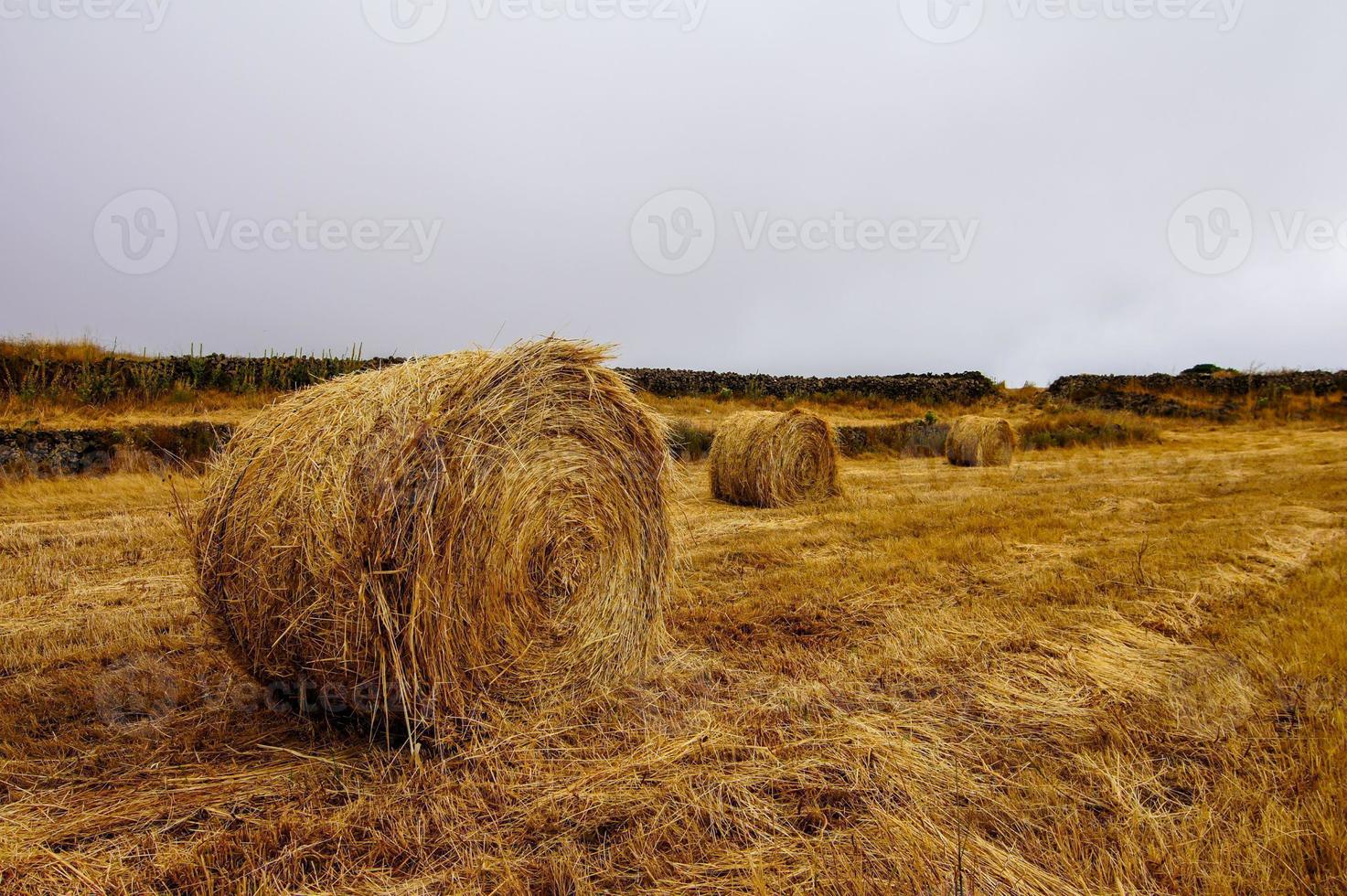 Landscape in summer photo